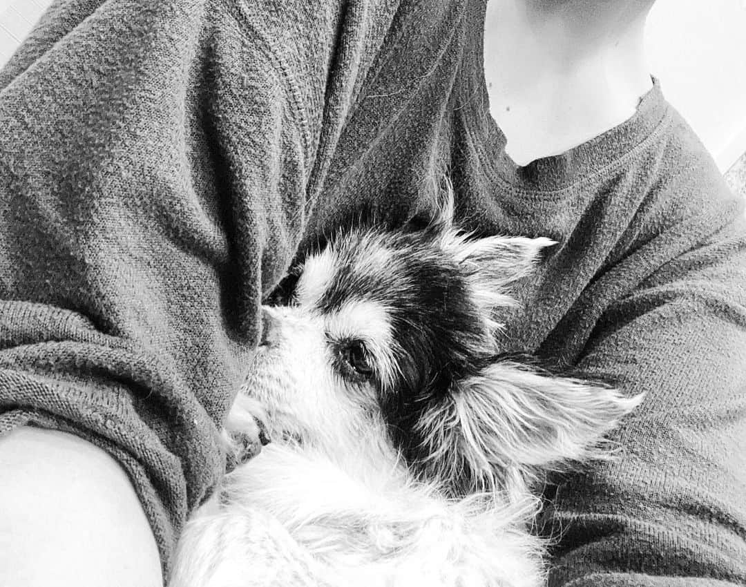 廣瀬規子のインスタグラム：「先日、愛犬ラルフが17歳になりました💕 ・ 元々心臓に疾患があったのですが、そこが発端となって、 2年半くらい前に肺気腫になってからというもの、いくつもの薬を飲みながらの毎日。 ・ もちろん体は、みるみるおじいちゃんになっていますが、顔はずぅ〜っと、赤ちゃんのまんまで、17年前に出会った時と、私の中では変わりません。 ・ 娘が生まれてからは、 毎日一緒に眠っていたのが、 ラルフ1人で寝てもらうことになり、、、 なかなかゆっくり抱っこしてやることも出来ず、、、 ・ 獣医さんに、シャンプーは湿気が心臓に負担を掛けやすいとの事で、オススメ出来ないと言われているのですが、17歳になったこの日はお天気だったこともあり、お風呂場を全開にして、ぬるめのシャワーで、ブラッシングしながら洗ってあげました。 ・ 小さい頃からシャンプー大好き、綺麗なふかふかのタオルが大好きで、洗濯したてのタオルによく入ったりしていた清潔好きのラルフ。 久しぶりのシャンプー、 とっても気持ち良さそうにしていました。 ・ そして、少し抱っこしてあげると、私の腕の中で、ウトウトと、、、。 ・ 実は家族の誰よりも長く 私と一緒にいてくれている。 私の事をきっと誰よりも分かってくれているラルフ。 ・ 私が何かを考えている時、何となく視線を感じて目をやると、そこには心配そうにして私を見ているラルフが。 ・ 何度その目に、ハッとさせられたことか。 ・ ラルちゃん、元気で長生きしてね ・ ラルフが小さい頃から伝えてきた言葉 ・ 17年、 ちゃんと守ってくれてるんだね。 ・ ありがとう ・ 大好きだよ ・ ・ #娘が生まれて #最初は少しやきもち妬いたりしたね #寂しい思いもきっと沢山しているはず #でも絶対に傷つけたりはしない #優しいお兄ちゃん #最近はラルフにお薬をあげるのを #率先して手伝ってくれる娘 #ラルフが何か訴えるようにして吠えてると #ラルちゃんお腹空いてるんじゃない？ #と、ラルフを思いやる娘 #娘が泣いてると #心配そうに見ているラルフ #2人の間にも素敵な絆が芽生えているんだなぁ #3枚目は娘がまだまだ赤ちゃんの時の2人 #17歳わんこ #チワワ #17歳おめでとう」