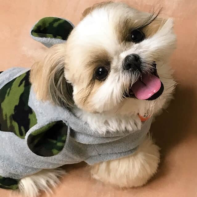 りんくのインスタグラム：「Chilly morning 🐶💦 * * * * * 今朝は冬服に逆戻り🍃」