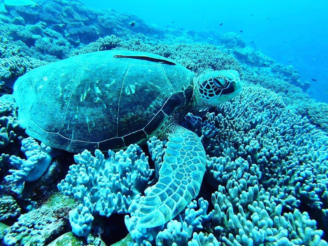 グランヴィリオリゾート石垣島のグルメインスタ