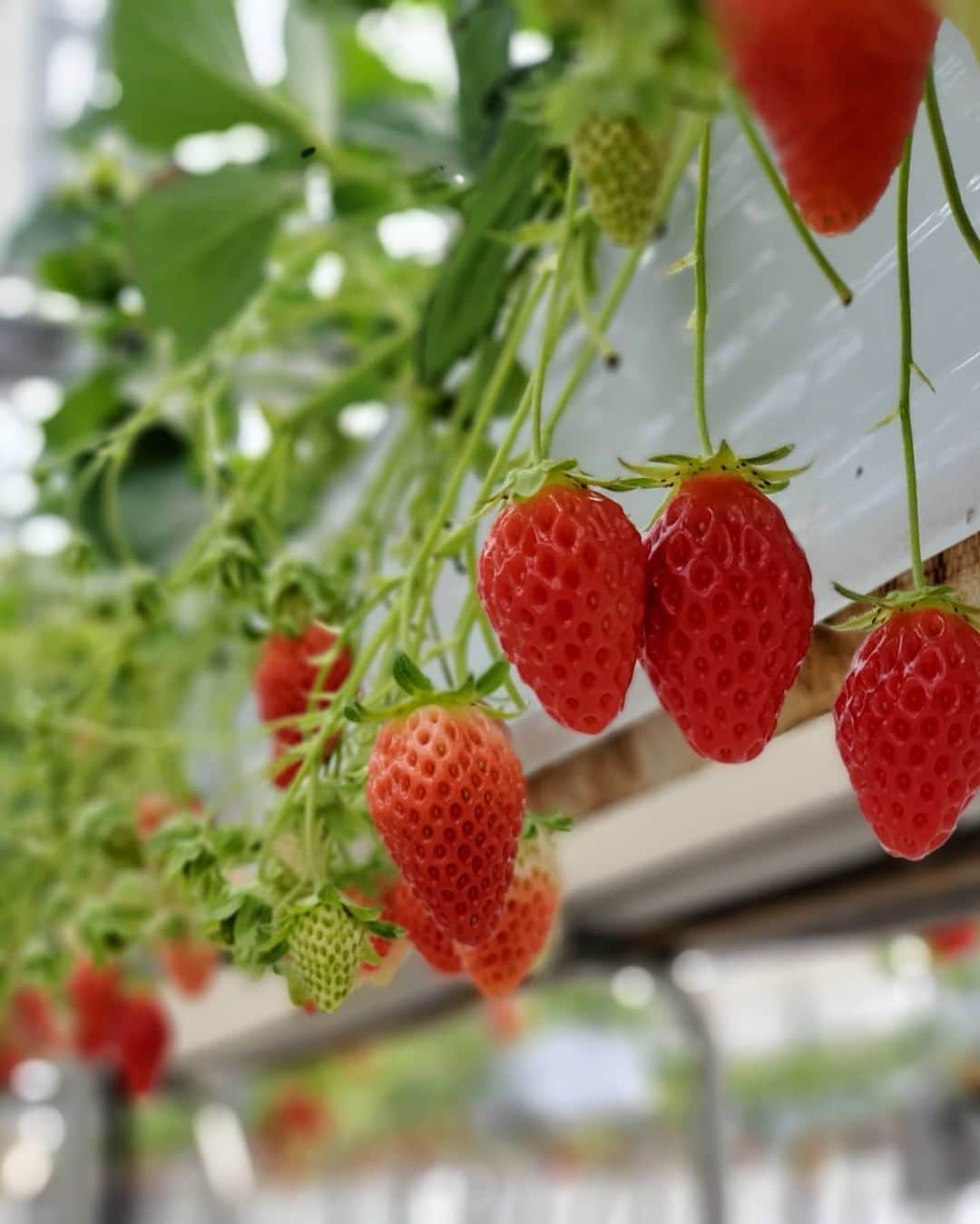 小谷津友里さんのインスタグラム写真 - (小谷津友里Instagram)「いちご大福作った🍓自分でいちご狩りしたいちごを包んだよ！ 大きないちごを選んだから、包んでみたらはみ出てる！(笑) こんなに大きないちご大福はなかなか食べられないからいいよね(ﾟーﾟ*) . . #いちごの家 #たくみの里 #いちご #いちご狩り #いちご大福 #strawberry #こやゆりフード #こやゆり旅 #女子旅 #travelgram #トラベラー」3月20日 13時13分 - yurikoyatsu