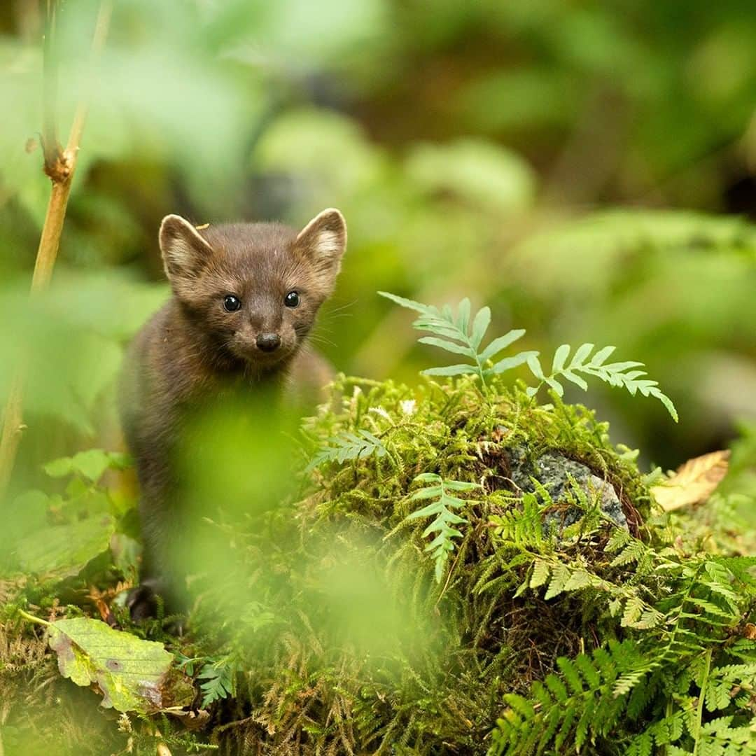 National Geographic Travelさんのインスタグラム写真 - (National Geographic TravelInstagram)「Photo by @daisygilardini | In British Columbia's Great Bear Rainforest during the salmon run, pine martens gorge themselves on leftovers from bear catches and help spread vital nutrients into the forest soil. These cute little animals are found widely throughout North America. They’re members of the weasel family and live in mature coniferous forests where food is abundant. They’re opportunistic predators and eat rodents, insects, reptiles, fish, and berries. Follow me @daisygilardini for more images and stories behind the scenes. #pinemarten #britishcolumbia #greatbearrainforest」3月20日 13時09分 - natgeotravel