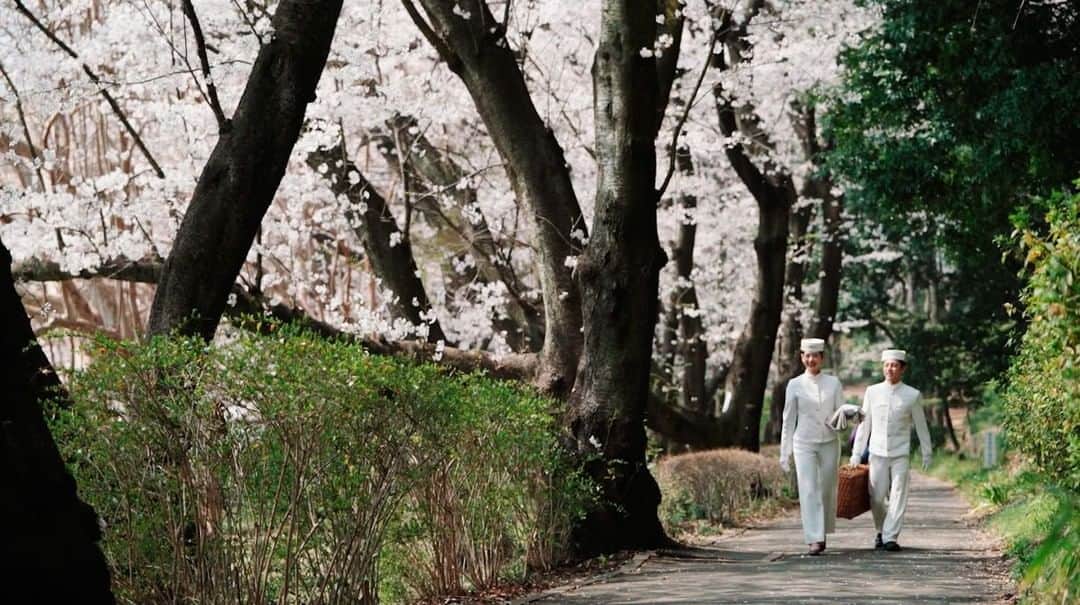 The Peninsula Tokyo/ザ・ペニンシュラ東京さんのインスタグラム写真 - (The Peninsula Tokyo/ザ・ペニンシュラ東京Instagram)「東京の桜はもうすぐ満開🌸日比谷公園や皇居外苑など、ザ・ペニンシュラ東京の近くには多くのお花見スポットがありますが、皆さまどちらに行かれますか？⠀ ⠀ Spring has officially arrived in Japan! Today we celebrate Vernal Equinox, which is when night and day are of equal length, officially marking the beginning of spring. This is our arguably our favourite season, when the city blooms with the much-awaited sakura blossoms!⠀ ⠀ #ペニンシュラ東京 #thepeninsulatokyo #peninsulatokyolovessakura #sakura #cherryblossom #spring」3月20日 13時22分 - thepeninsulatokyo