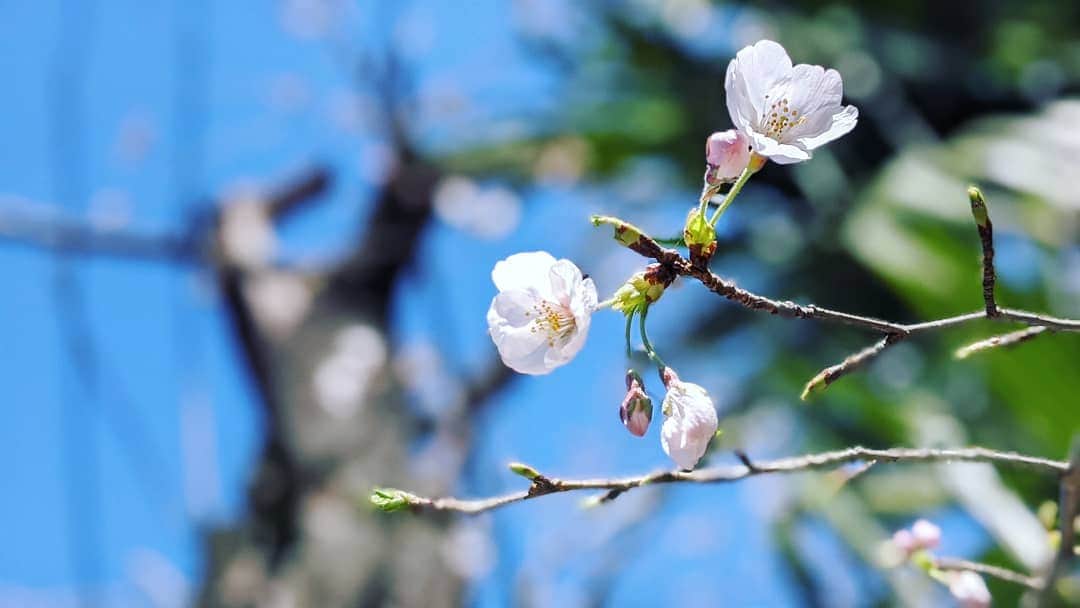 吉村美樹さんのインスタグラム写真 - (吉村美樹Instagram)「開花🌸娘が見つけて、おしえてくれました☻お花を好きになってくれて嬉しい母です。 #春のおとずれ #桜 #桜咲く頃に君と #開花 #🌸 #お散歩」3月20日 13時33分 - yoshimuramiki0911