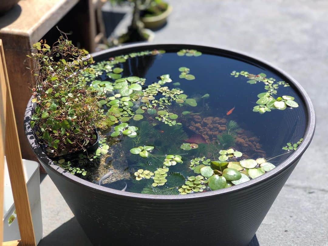 金成公信のインスタグラム：「水が安定したのでメダカ投入。水草も増やしました。メルカリで300円。安い。凄い量の浮き草までおまけしてくれました。いい人^_^  睡蓮の葉が大きくなってぐんぐん水面を目指しています。楽しみですね。 #睡蓮鉢 #メダカ #睡蓮 #浮き草 #ビオトープ」