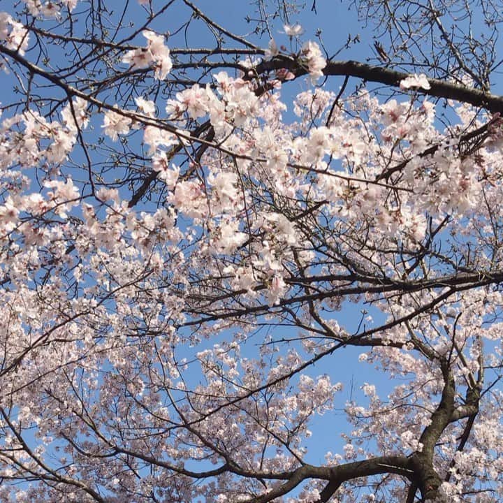 のインスタグラム：「見上げれば、360度ずっと桜🌸✨✨✨ 見惚れてしまい回りすぎた☺️💖（笑）  #桜の空  #360度ちょっと #さくら 🌸 #cherryblossom #新宿御苑  #またふらりと来よう  #kitakimayu #キタキマユ」