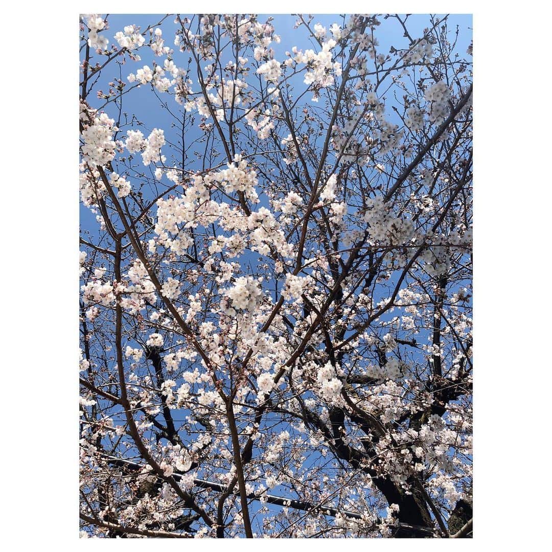 トリンドル玲奈さんのインスタグラム写真 - (トリンドル玲奈Instagram)「父から✉️☺︎ ﻿ ﻿ 咲いてきたみたい、、!🌸 ﻿ ﻿ きれいだ!✨」3月20日 14時04分 - toritori0123