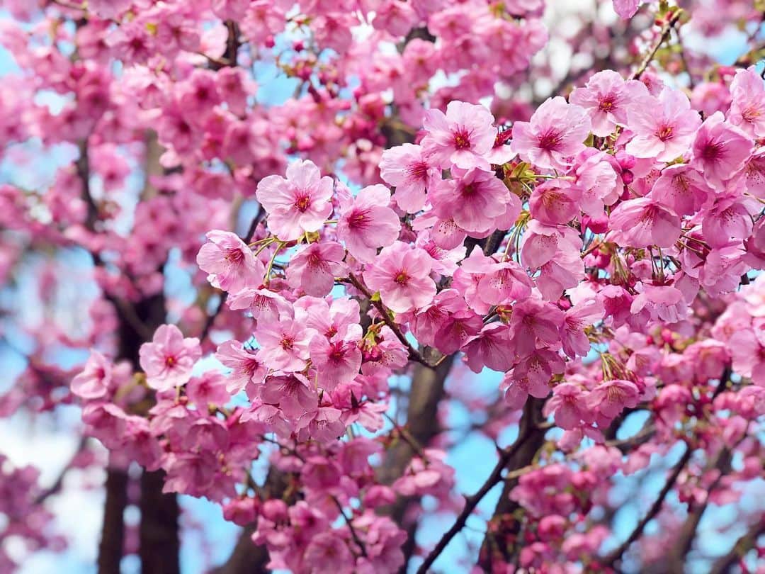 内山理名さんのインスタグラム写真 - (内山理名Instagram)「本日は春分の日・宇宙元旦..🌸🌿 ・ 春のエネルギーを感じますね。 日本の四季は素晴らしい。 ・ そんな美しい日本の四季…当たり前のようだけど、残していきたいなと心から思う🌍 ・ #spring  #cherryblossom  #春分の日 #宇宙元旦」3月20日 19時59分 - rinauchiyama_official