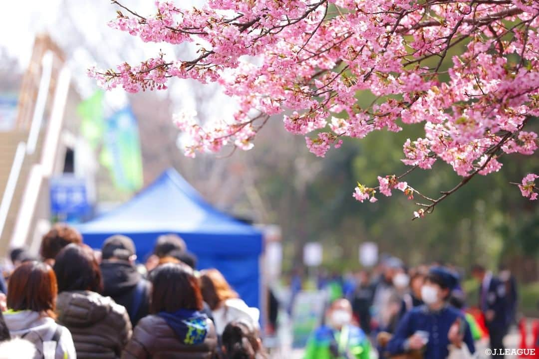 Ｊリーグさんのインスタグラム写真 - (ＪリーグInstagram)「今日は、 ﻿ #春分の日 🌸💐🍀🌷🌹🌺🌼🌻﻿ ﻿ ﻿ スタジアムの近くでも﻿ 綺麗な桜やお花を﻿ 見ることができます😊🌸﻿ ﻿ ﻿ 春はもうすぐそこに...👀✨﻿ ﻿ ﻿ #Ｊリーグ﻿ #jleague﻿ ﻿ #祝日 #春分﻿ #春分の日🌸 ﻿ #春はもうすぐ ﻿ #spring #春 #春の花 ﻿ #お花のある暮らし ﻿ #お花大好き ﻿ #flowers #flower﻿ #springflowers ﻿ #はる #春の訪れ ﻿ #さくら #sakura #sakura🌸」3月20日 15時00分 - jleaguejp