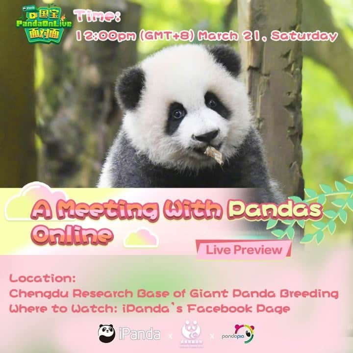 iPandaさんのインスタグラム写真 - (iPandaInstagram)「Live Preview: A spring meeting with pandas online only at iPanda‘s Facebook Page (with English subtitles). See you there.  Time: 12:00pm (GMT+8) March 21, Saturday  #FBLive ##pandaonlive」3月20日 15時53分 - ipandachannel