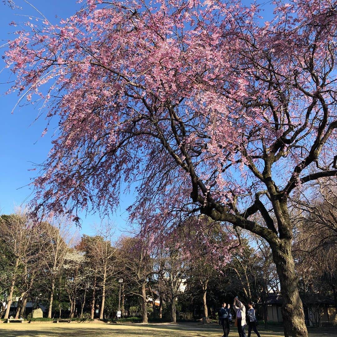 榎戸教子さんのインスタグラム写真 - (榎戸教子Instagram)「桜が咲いています。 ぽかぽか日和。 埼玉・越谷まで来てみました。  #久伊豆神社 #名水」3月20日 15時54分 - noriko_enokido