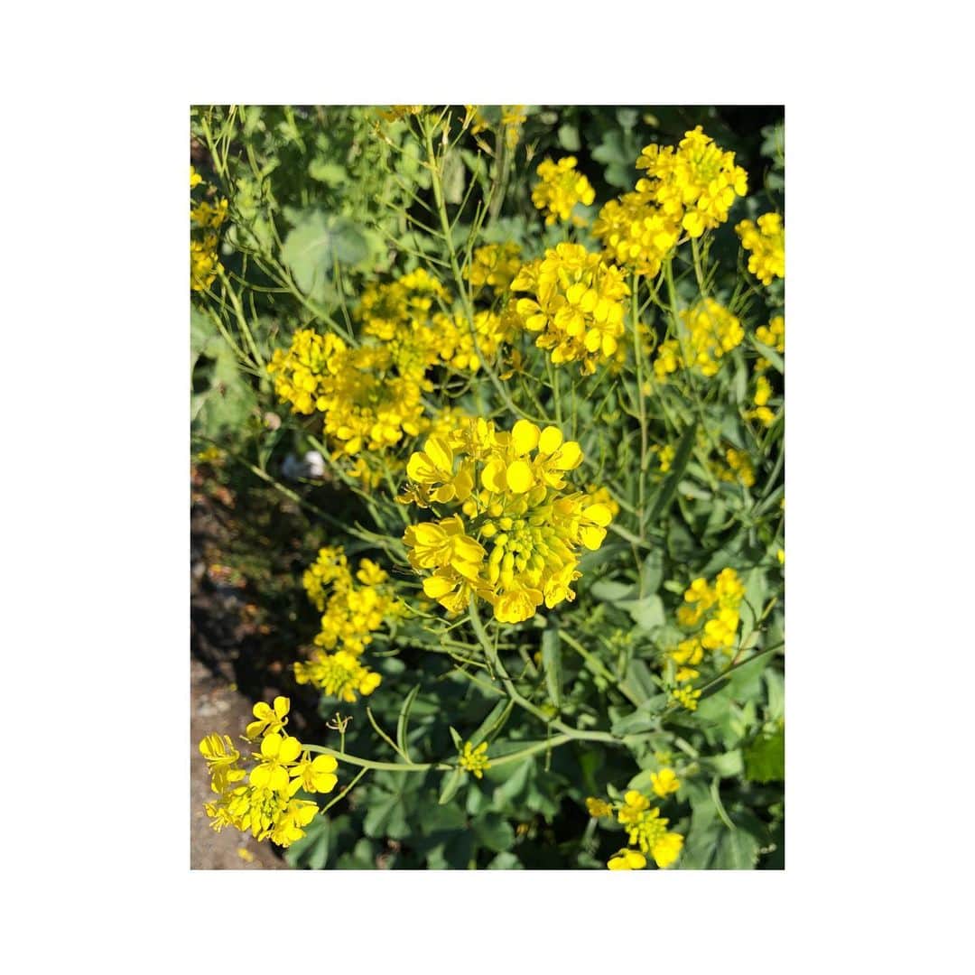 林菜乃子さんのインスタグラム写真 - (林菜乃子Instagram)「. .  春だなぁ。すきな季節です。 私の名前も、母が菜の花からつけてくれたもの。😊」3月20日 15時54分 - h._.nanoko24