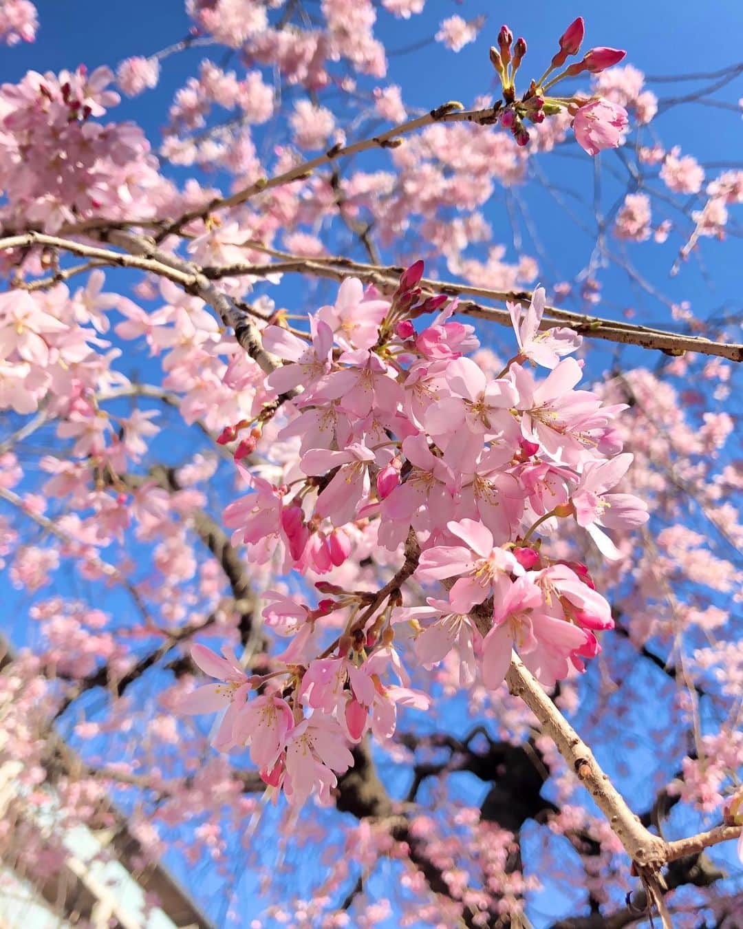 悠斗イリヤのインスタグラム：「. やーっと トイレットペーパーに出会えました🧻 これで一安心。 桜も咲き始めて いつもの景色がほんのりピンク🌸 今日はいい日だ☺️ . . #桜」