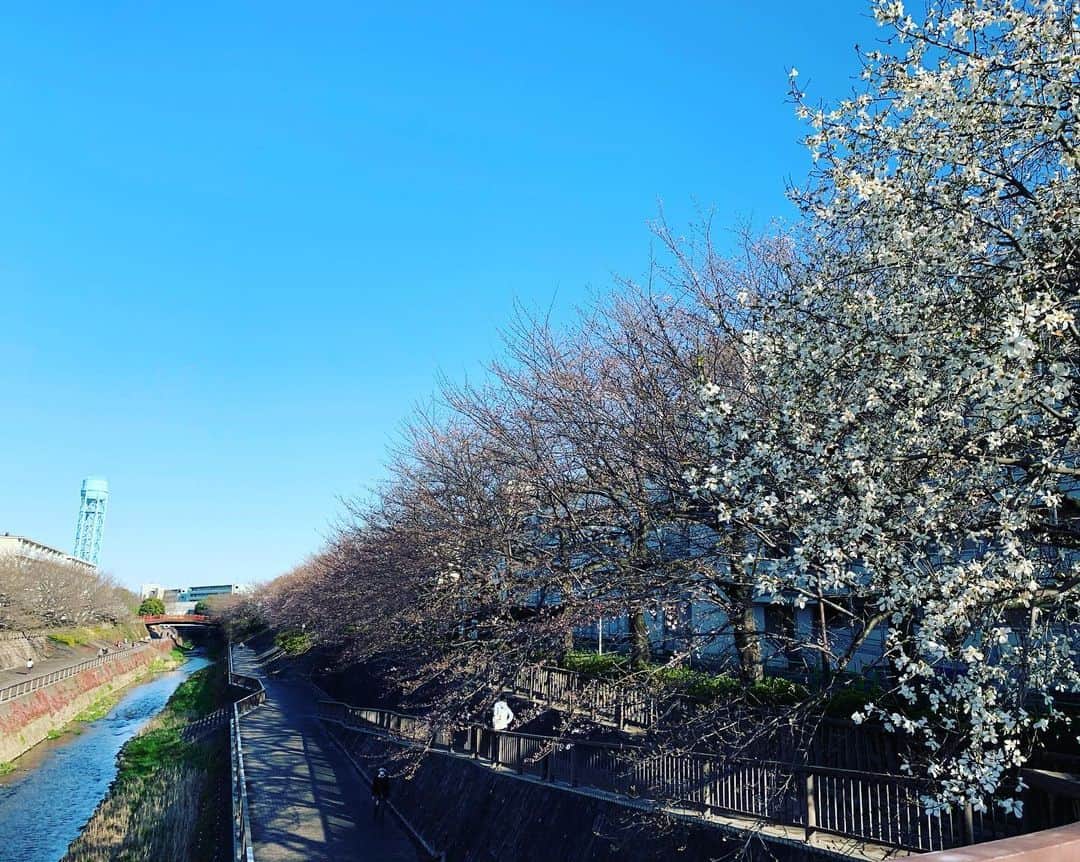 一三さんのインスタグラム写真 - (一三Instagram)「東映東京撮影所に行った帰り道。  僕が知る限り都内23区内では，此処の桜並木が1番凄くて綺麗なので石神井川の畔へ。  満開はまだだけれど，ボーッと眺めてるだけで心洗われる束の間の花見。  花粉症が酷くて涙と鼻水垂らしながらだけれど…  #花見　#桜 #花粉症」3月20日 16時13分 - ichizou.co.jp