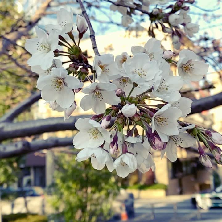 サイモンとマルティナのインスタグラム：「🌸 Social Distancing is important during this Coronavirus time period. However, I also hope you’re all getting the chance to go outside your homes for a small walk/drive/roll🚶🏼‍♀️🛵👨🏿‍🦽Those of us that are chronically ill have plenty of experiences with being “stuck” in the house, but not everyone is used to dealing with this strange situation. So I wanted to share some of my experiences. For me personally, day 3 of not leaving the house is when I enter my most hopeless stage;  I’ll feel very low and depressed but I often didn’t know why until I discovered the “3-day” pattern 🤔 Now I realize stepping outside to get vitamin D, looking at flowers and going around the block can recharge my spirit and help me #buildaladder 🙌🏻 I don’t know why something so small helps, but it does for me. What little ways are you boosting your spirit during this off kilter time?」