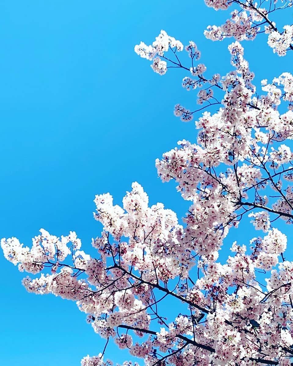 中江有里さんのインスタグラム写真 - (中江有里Instagram)「待っていました。  毎年のように見ているけど、飽きることがないですね。 こちらは新宿の桜です。」3月20日 16時24分 - yurinbow1226