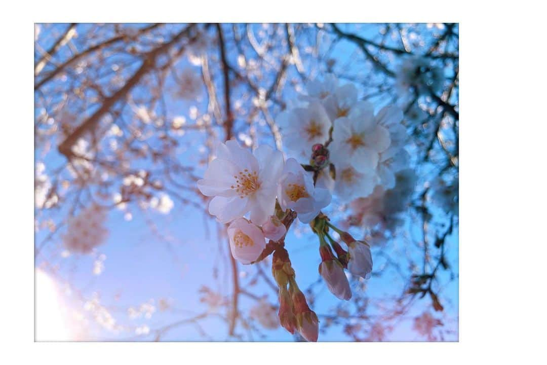 加弥乃さんのインスタグラム写真 - (加弥乃Instagram)「#spring 🌸♡」3月20日 16時33分 - kayano210