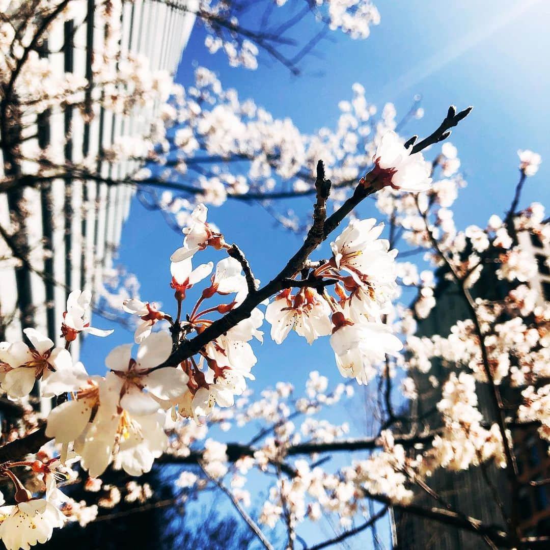 平野ノラさんのインスタグラム写真 - (平野ノラInstagram)「いよいよ〜🌸 #待ってるゾ」3月20日 16時41分 - noranoranora1988