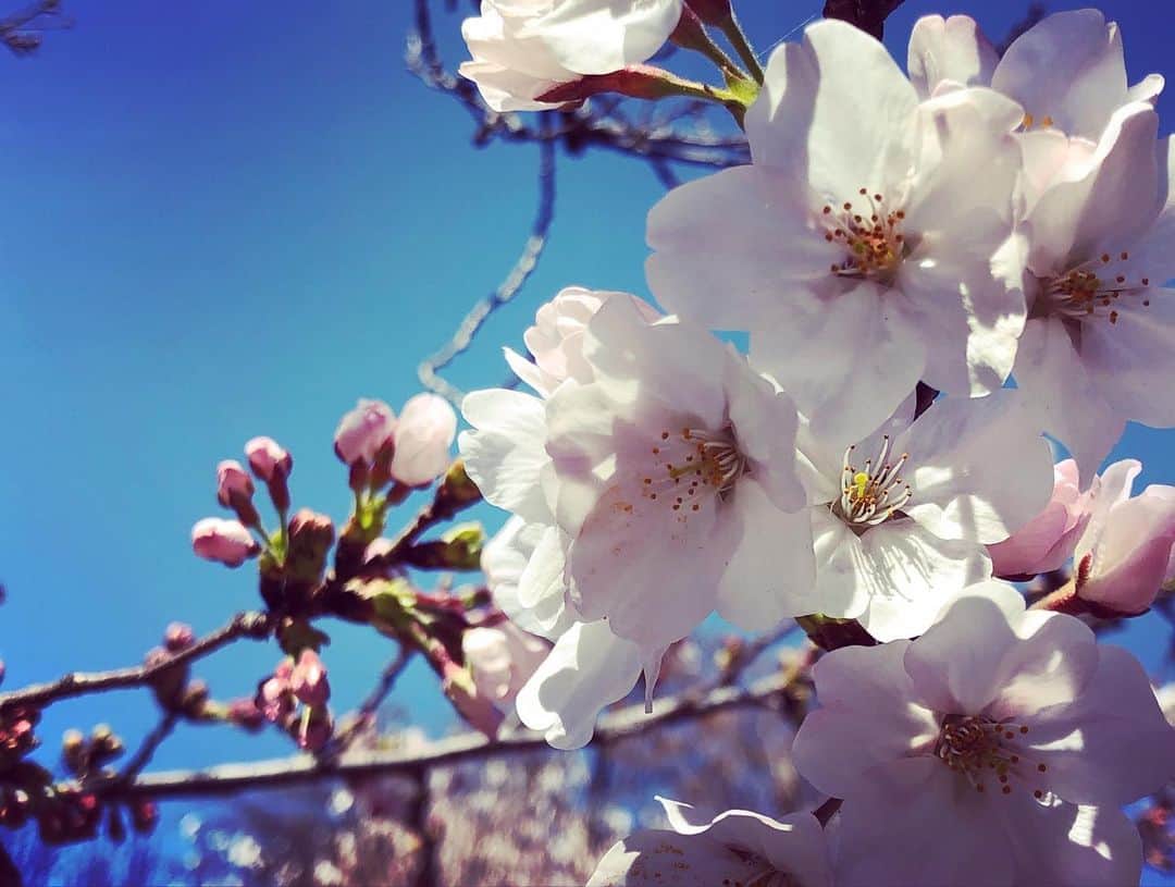 野村佑香さんのインスタグラム写真 - (野村佑香Instagram)「本日、祝日㊗️ 私、家族に囲まれて、健康に一つ歳を重ねることができました🌸  丈夫に産んでくれた両親に感謝を⭐️ 笑顔と幸せを共有して、支えてくれる家族に感謝を✨  刺激と優しさと笑いと知恵を与えてくれる周りの友人たちにも感謝を⭐️ 36歳、愉しみます😊  #誕生日#たくさんのありがとう#36#birthday#桜#きれいだったよ」3月20日 17時00分 - nomuyuu