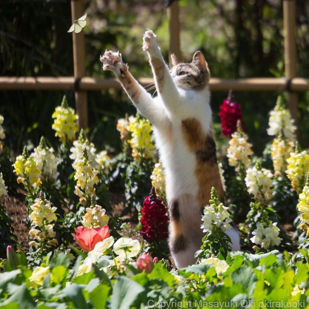 Masayukiさんのインスタグラム写真 - (MasayukiInstagram)「春の訪れ。  #cat #ねこ」3月20日 17時10分 - okirakuoki