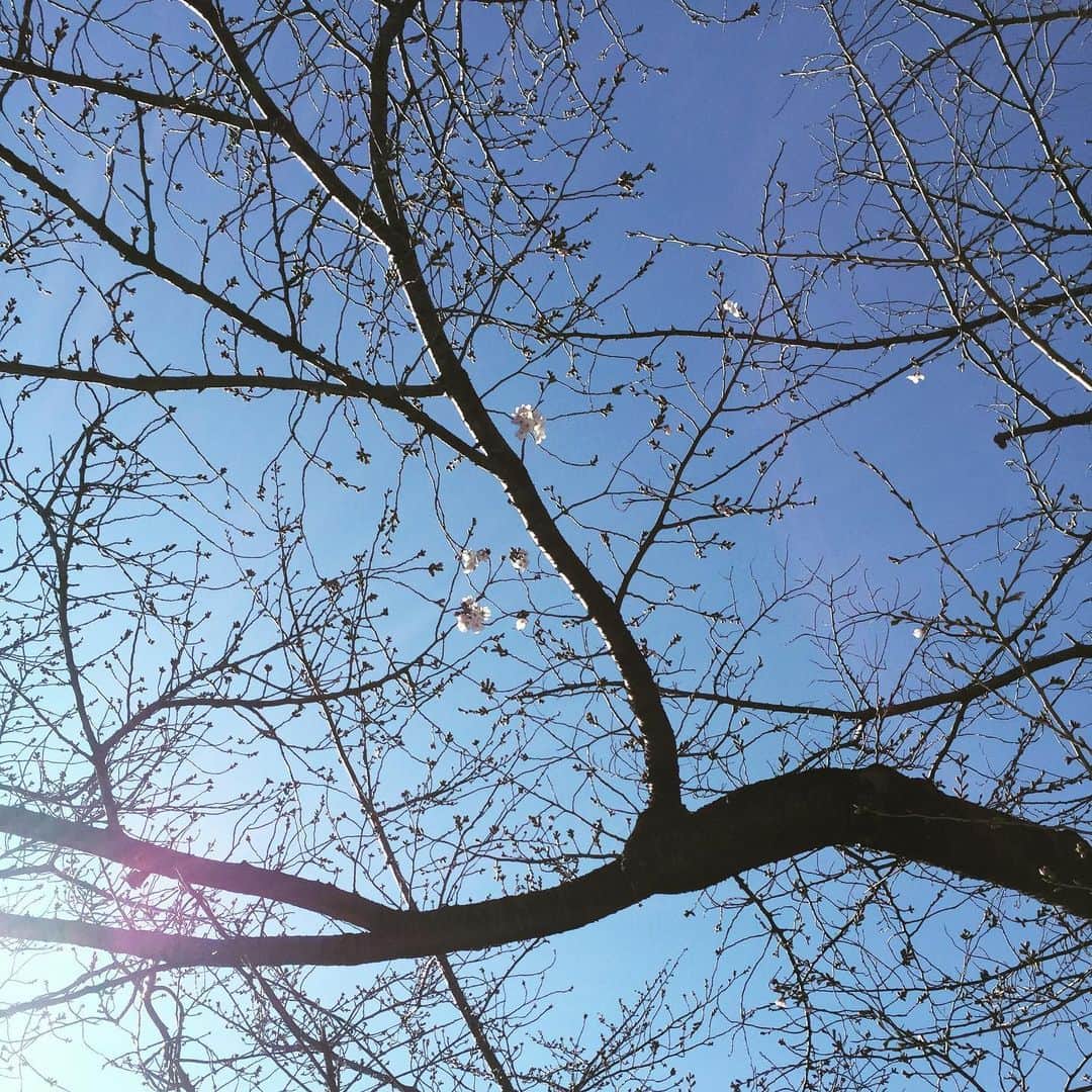 香西咲さんのインスタグラム写真 - (香西咲Instagram)「#桜 咲き始めてた🌸 今年はお散歩がてら #お花見 かな🥰」3月20日 17時11分 - saki.kouzai