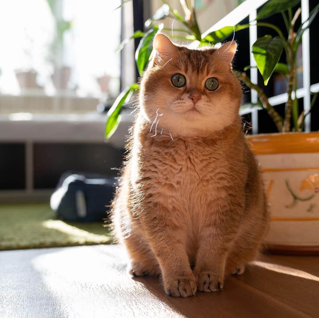 Hosicoさんのインスタグラム写真 - (HosicoInstagram)「Sunny cat 🌞」3月20日 17時11分 - hosico_cat