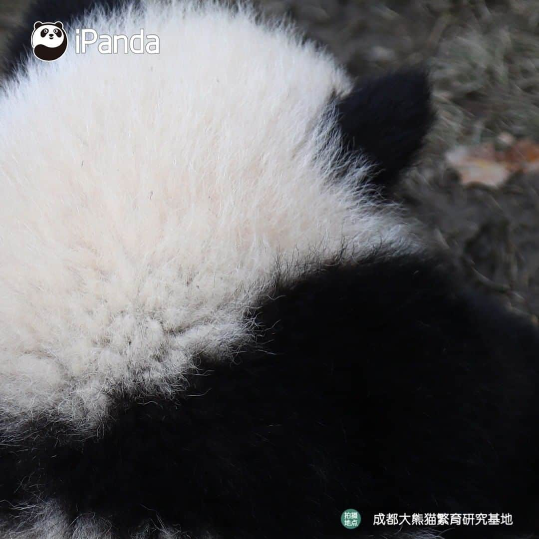 iPandaさんのインスタグラム写真 - (iPandaInstagram)「Is this the most adorable back you’ve ever seen? If so, let's see clearly every detail. 🐼 🐾 🐼 #panda #ipanda #animal #pet #adorable #China #travel #pandababy #cute #photooftheday #Sichuan #cutepanda #animalphotography #cuteness #cutenessoverload」3月20日 17時14分 - ipandachannel