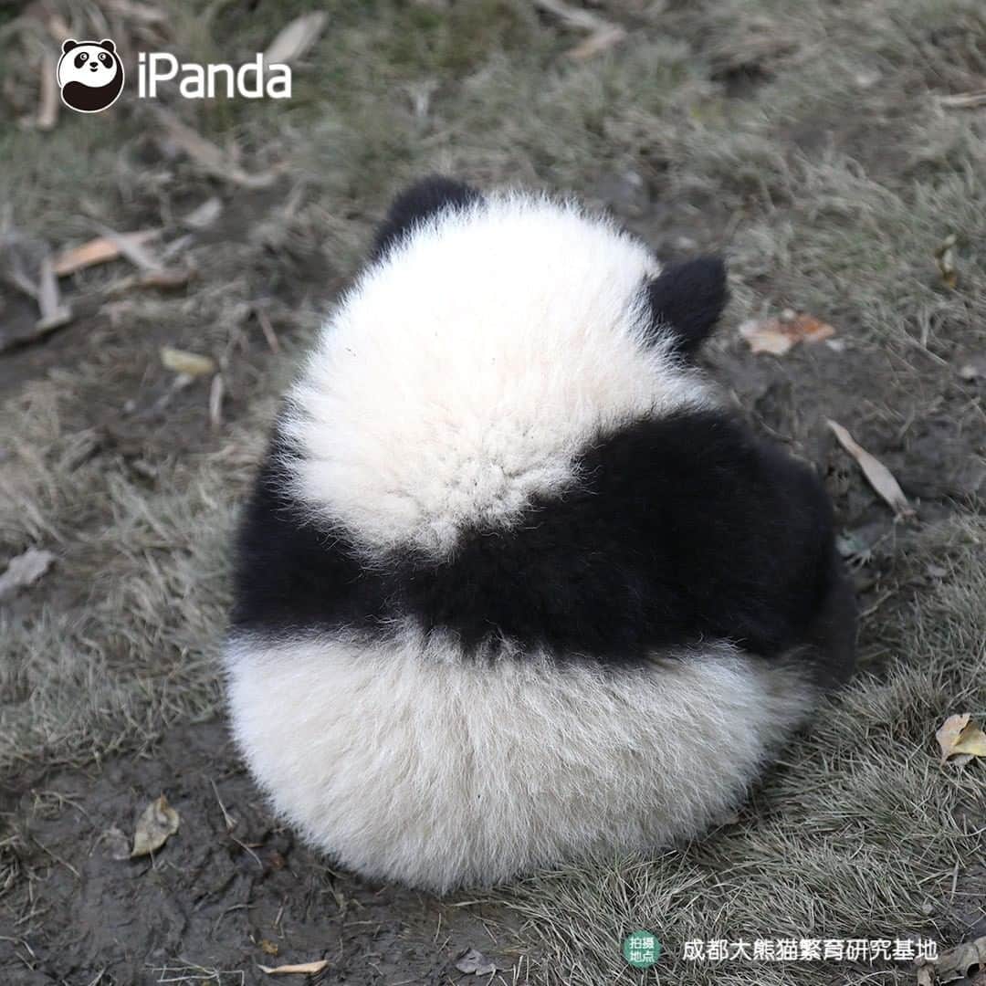 iPandaさんのインスタグラム写真 - (iPandaInstagram)「Is this the most adorable back you’ve ever seen? If so, let's see clearly every detail. 🐼 🐾 🐼 #panda #ipanda #animal #pet #adorable #China #travel #pandababy #cute #photooftheday #Sichuan #cutepanda #animalphotography #cuteness #cutenessoverload」3月20日 17時14分 - ipandachannel