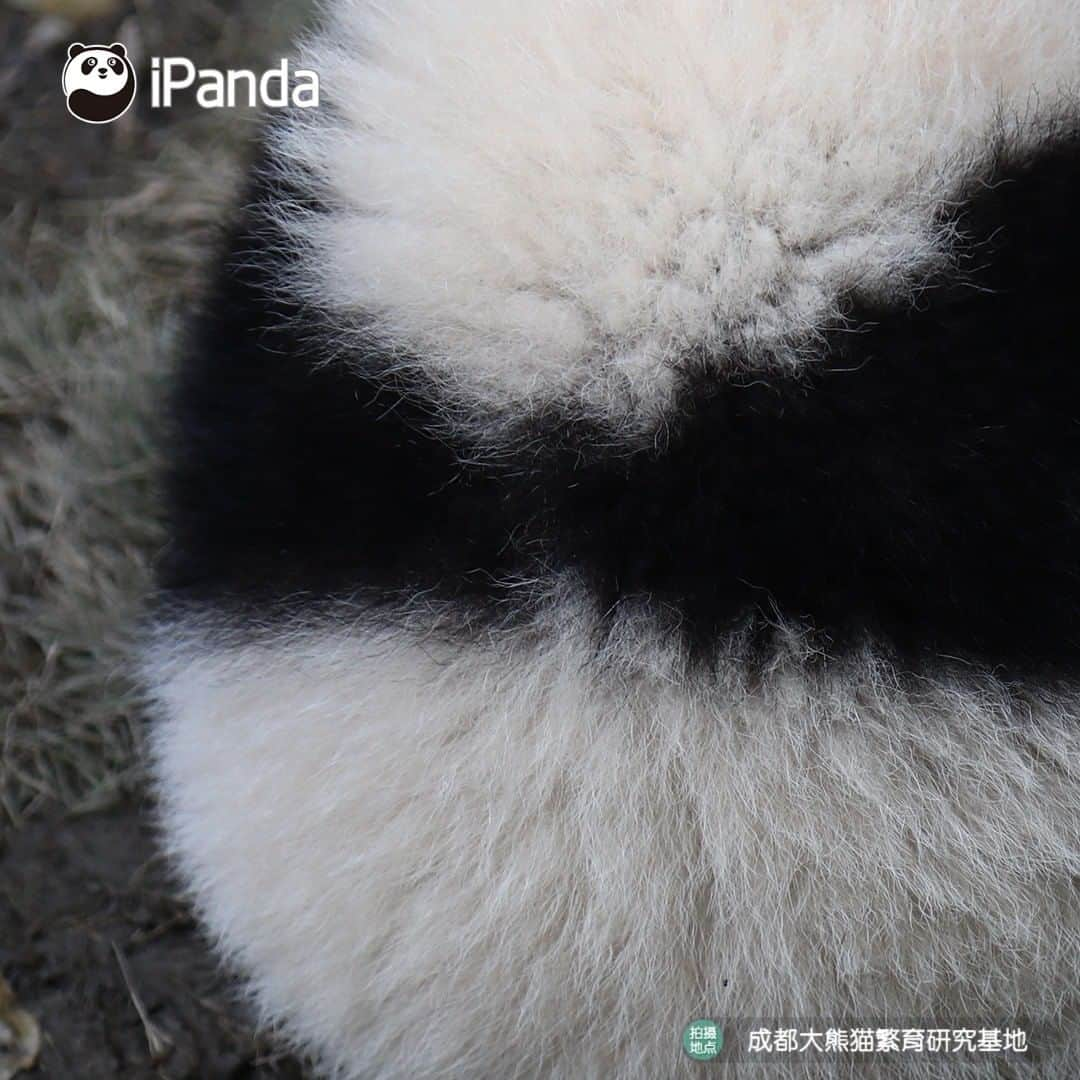 iPandaさんのインスタグラム写真 - (iPandaInstagram)「Is this the most adorable back you’ve ever seen? If so, let's see clearly every detail. 🐼 🐾 🐼 #panda #ipanda #animal #pet #adorable #China #travel #pandababy #cute #photooftheday #Sichuan #cutepanda #animalphotography #cuteness #cutenessoverload」3月20日 17時14分 - ipandachannel