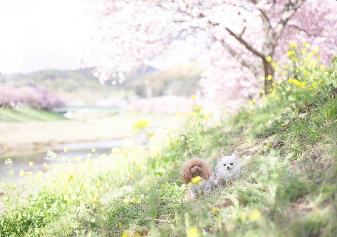 mamiのインスタグラム：「* ちんまり♡ . 何年ぶりだったかな? ここの桜にまた会えて嬉しかった。 . . 来年はココねーさんも一緒に行こうね♡ . .  #オールドレンズ  #オールドレンズに恋をした #オールドレンズで繋がりたい #私が紡ぐ物語 #chihuahua #チワワ#poodle #toypoodle #プードル #トイプードル  #petstagram #dogsofinstagram #dogoftheday #fluffypack #dailypetstars #igersjp #_lovely_weekend #Airy_pics #whim_fluffy #tokyocameraclub #ファインダー越しのわたしの世界 #写真好きな人と繋がりたい📷」