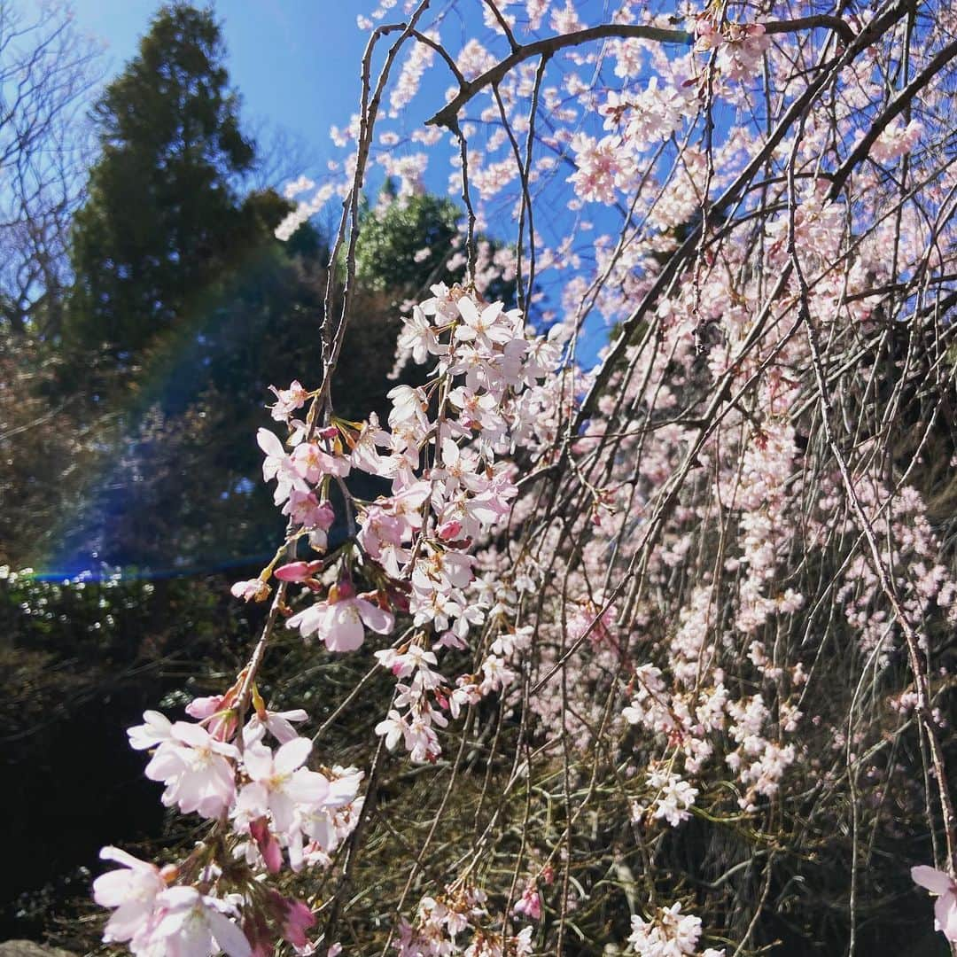 小林 ディスカスさんのインスタグラム写真 - (小林 ディスカスInstagram)「しだれ桜👱🏾‍♂️💙🌸🌸🌸 しかも、レインボーが👱🏾‍♂️💙🌈 🌈🌈 #overthereinbow  #tokyo #japan #fashion #beauty #flower #さくら #桜 #東京」3月20日 17時31分 - discus_kobayashi