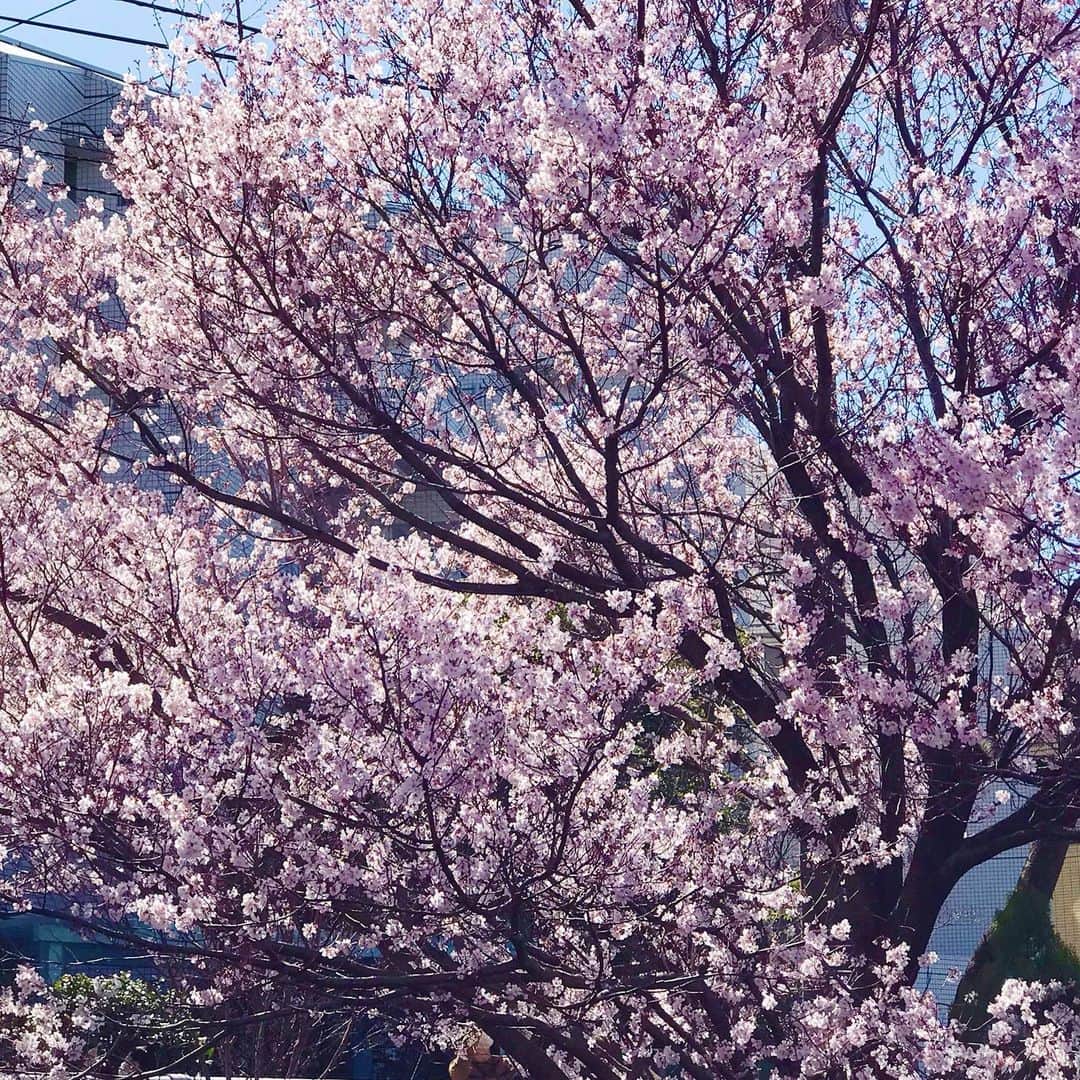 小川知子さんのインスタグラム写真 - (小川知子Instagram)「#コロナで時間ができたので#桜の開花#料理記録  コロナで時間ができたので日々散歩🚶🏻‍♀️🚶🏻‍♀️🚶🏻‍♀️ スポーツクラブも行けないし。 家族団欒の風景も微笑ましい。 コロナで悪いことばかりではない。普段出来ないことをやれるし。ジタバタしても始まらないですしねー。  料理にも精を出しています。  #牛肉のナムル #シンガポールのフード麻辣香锅。 #イカ墨パスタ #ケンタッキー期間限定のホットチキンを再現  色々作ってます😊😊😊」3月20日 17時52分 - tomoko_ogawa_