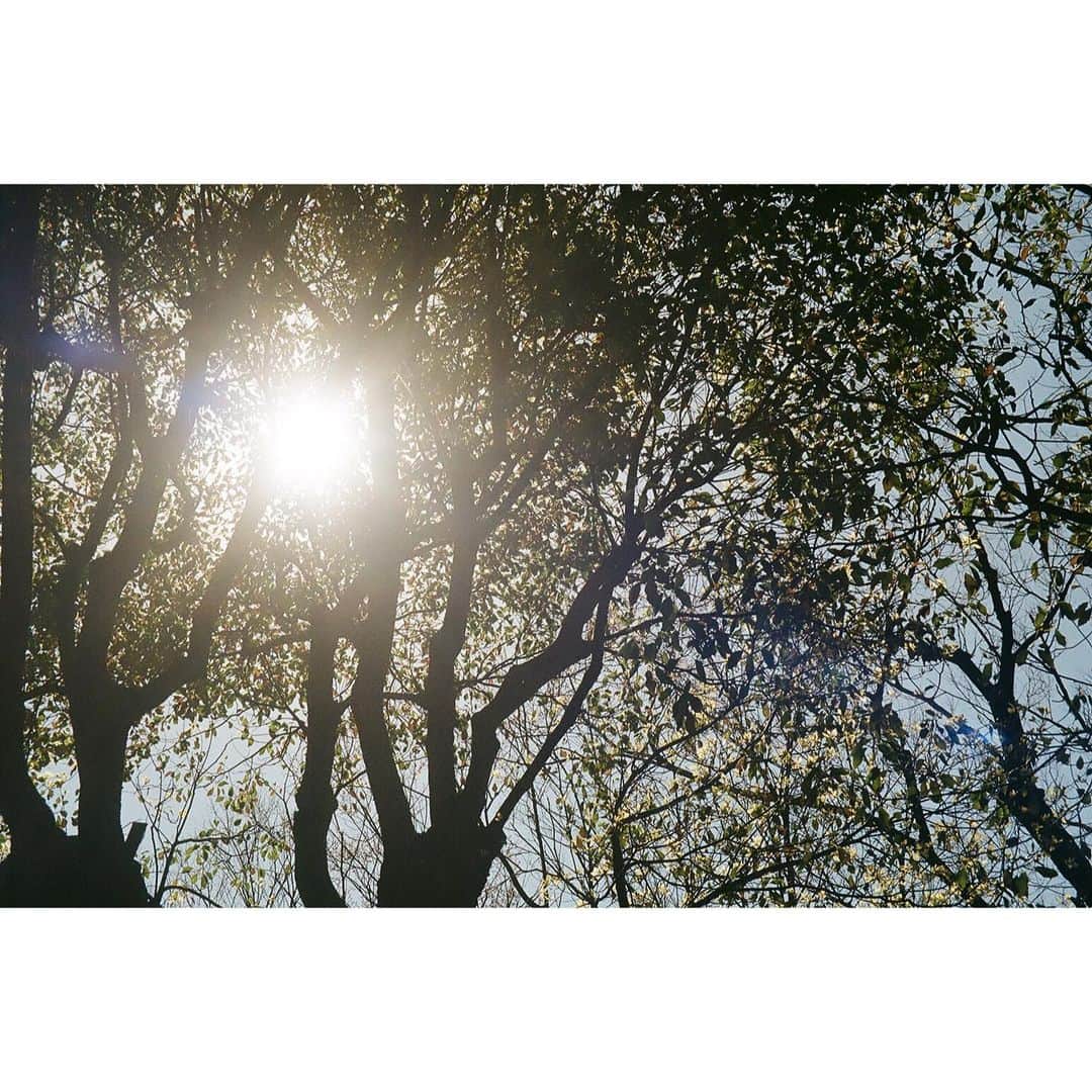 芦田ユリナさんのインスタグラム写真 - (芦田ユリナInstagram)「Enjoying the sun, the grass, and the breeze. 🌿 #filmphotography #colorplus200 #c200」3月20日 17時54分 - elisyulina