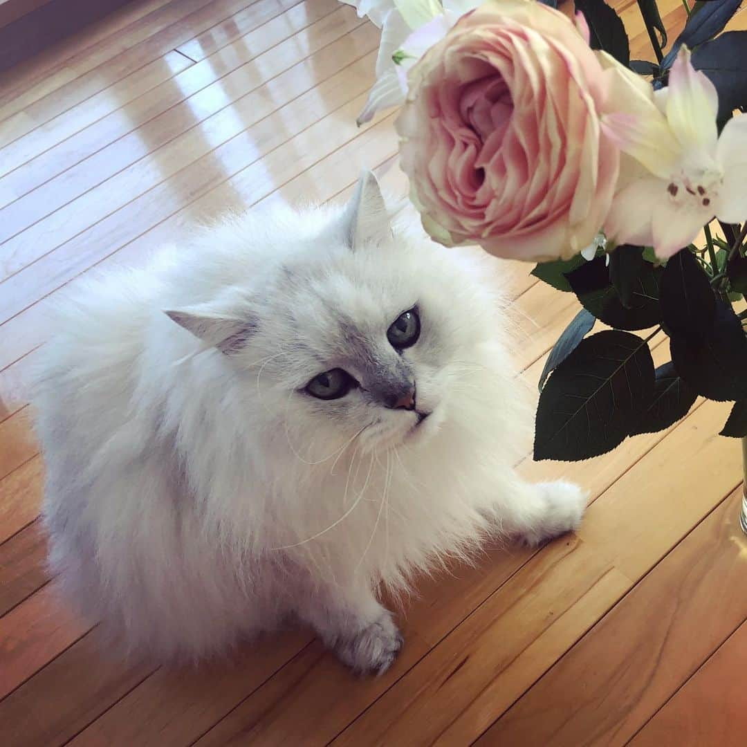 純名里沙さんのインスタグラム写真 - (純名里沙Instagram)「そして大福くん🐱今日無事に19歳のお誕生日を迎えました〜👏✨🎂❤️‼️ ・ 沖縄で出会って（笑）飛行機で連れて帰るのをもの凄く悩んだのですが、犬と一緒にペットショップで元気よく走っていて、私めがけて飛んできて、首までよじ登りペロペロ攻撃にイチコロでございました（笑） ・ もう１９年前になるなんてー✨ びっくりですが😅よくぞここまで可愛く居てくれました💓いろいろ大変だけど、目指せ20歳‼️出会ってくれてありがとう😊 ・ #大福くん #チンチラシルバー #男の子 #19歳になりました  #お誕生日 #おめでとう #ママは嬉しい💓💓 #にゃんこ #にゃんすたぐらむ #cat #catstagram  #catsofinstagram」3月20日 17時55分 - risajunna3158