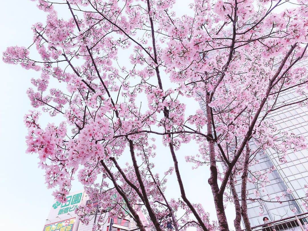 ももかわさんのインスタグラム写真 - (ももかわInstagram)「綺麗 #桜」3月20日 17時55分 - omochi.0111