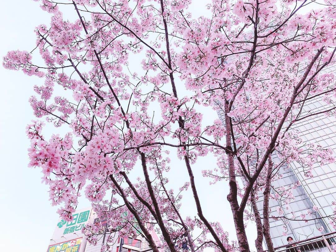 ももかわのインスタグラム：「綺麗 #桜」