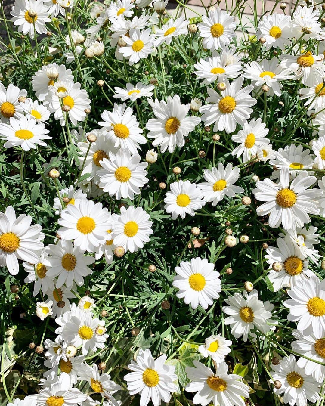 和泉佳子さんのインスタグラム写真 - (和泉佳子Instagram)「今日は春らしい気持ちの良い休日でしたね✨ . お花もきれいに咲いていて、眺めるだけでなんだか気分も明るくなりました🌸(写真3.4.5枚目) . さて、今日は、朝から行きつけのネイルサロンへ出かけました😊(写真2枚目) . 今回のネイルカラーは、ちょっぴり大人モードなくすみ系のピンクベージュ💗 . 今日から3連休という方もたくさんいらっしゃると思いますが、どうぞ皆様、穏やかな休日をお過ごし下さい😌💕 . . . #和泉佳子 #25ans #ヴァンサンカン  #エレブロガー  #休日 #ネイルサロン #newネイル」3月20日 18時14分 - yoshiko_izumi