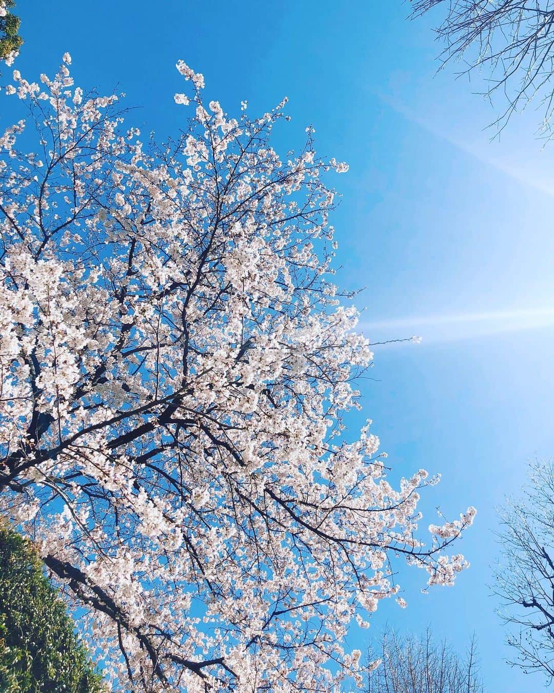 山脇道子のインスタグラム：「🌸🌸🌸🌸🌸」