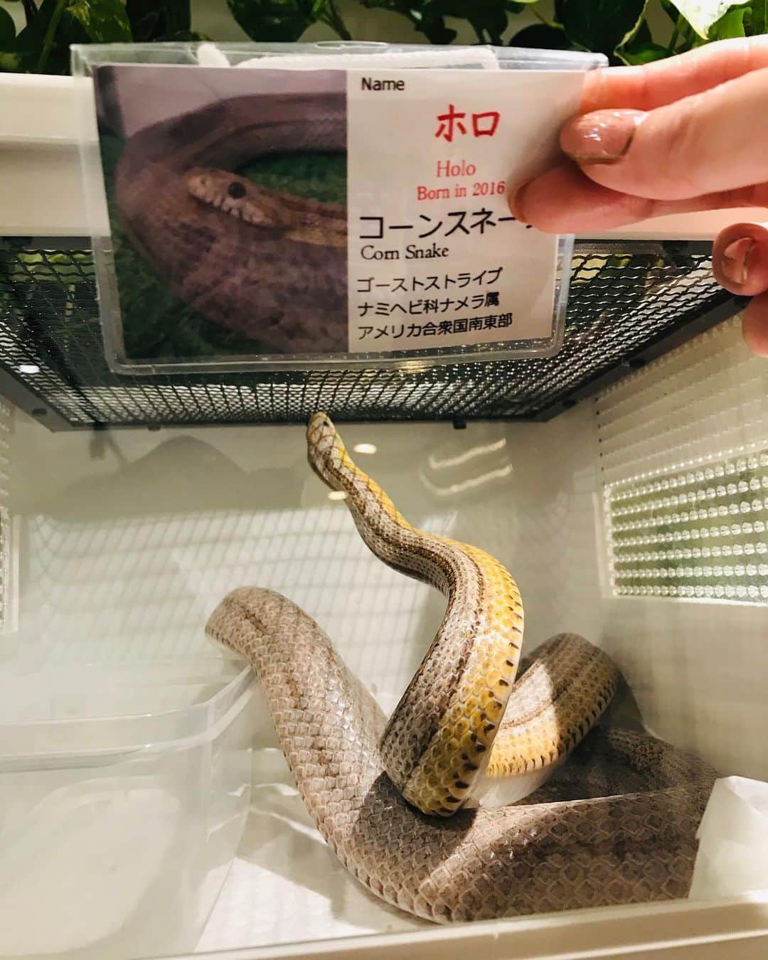 JULIAのグルメインスタ