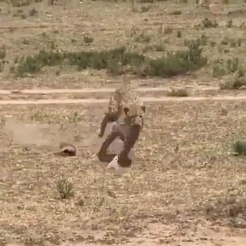 WildLifeのインスタグラム：「A Mother’s Protection  Baby Warthogs being attacked by a Leopard; until mom comes into the picture.  Video by @irfanbaradia」