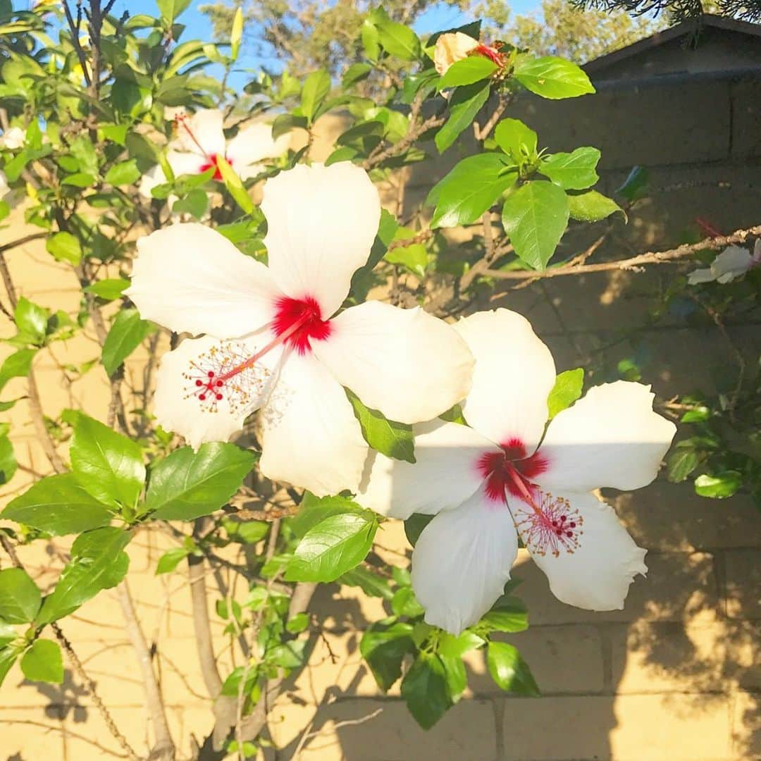 マキ・コニクソンさんのインスタグラム写真 - (マキ・コニクソンInstagram)「白いハイビスカスのおすそ分け！中が赤くて可愛い！この色の組み合わせ好きーっ！❤️❤️朝のお散歩は空気も清んでて気持ちが良いね！😊 #エアハワイ🌺」3月21日 4時07分 - makikonikson