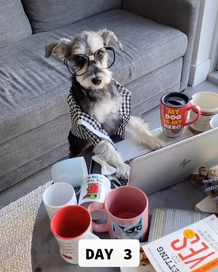 Remix the Dogのインスタグラム：「[sound on!] Who else can relate? #WFH」