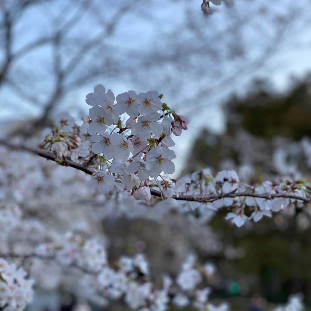 木本泉さんのインスタグラム写真 - (木本泉Instagram)「-﻿ 東京も桜が咲き始めましたね🌸﻿ ﻿ 日中はポカポカしていて暖かい☀️﻿ 早く何も気にせずお出掛けできるようになればいいな😌﻿ ﻿ #桜#春#東京」3月20日 20時24分 - izumikimoto