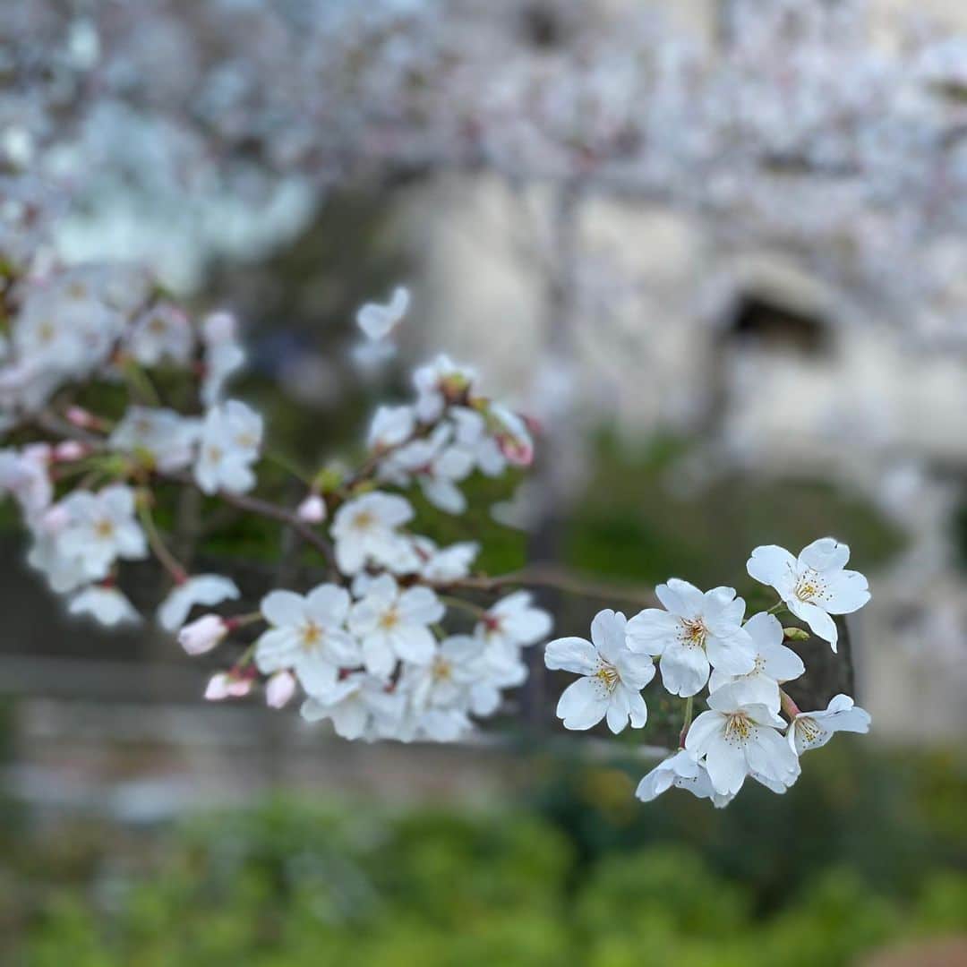 木本泉さんのインスタグラム写真 - (木本泉Instagram)「-﻿ 東京も桜が咲き始めましたね🌸﻿ ﻿ 日中はポカポカしていて暖かい☀️﻿ 早く何も気にせずお出掛けできるようになればいいな😌﻿ ﻿ #桜#春#東京」3月20日 20時24分 - izumikimoto