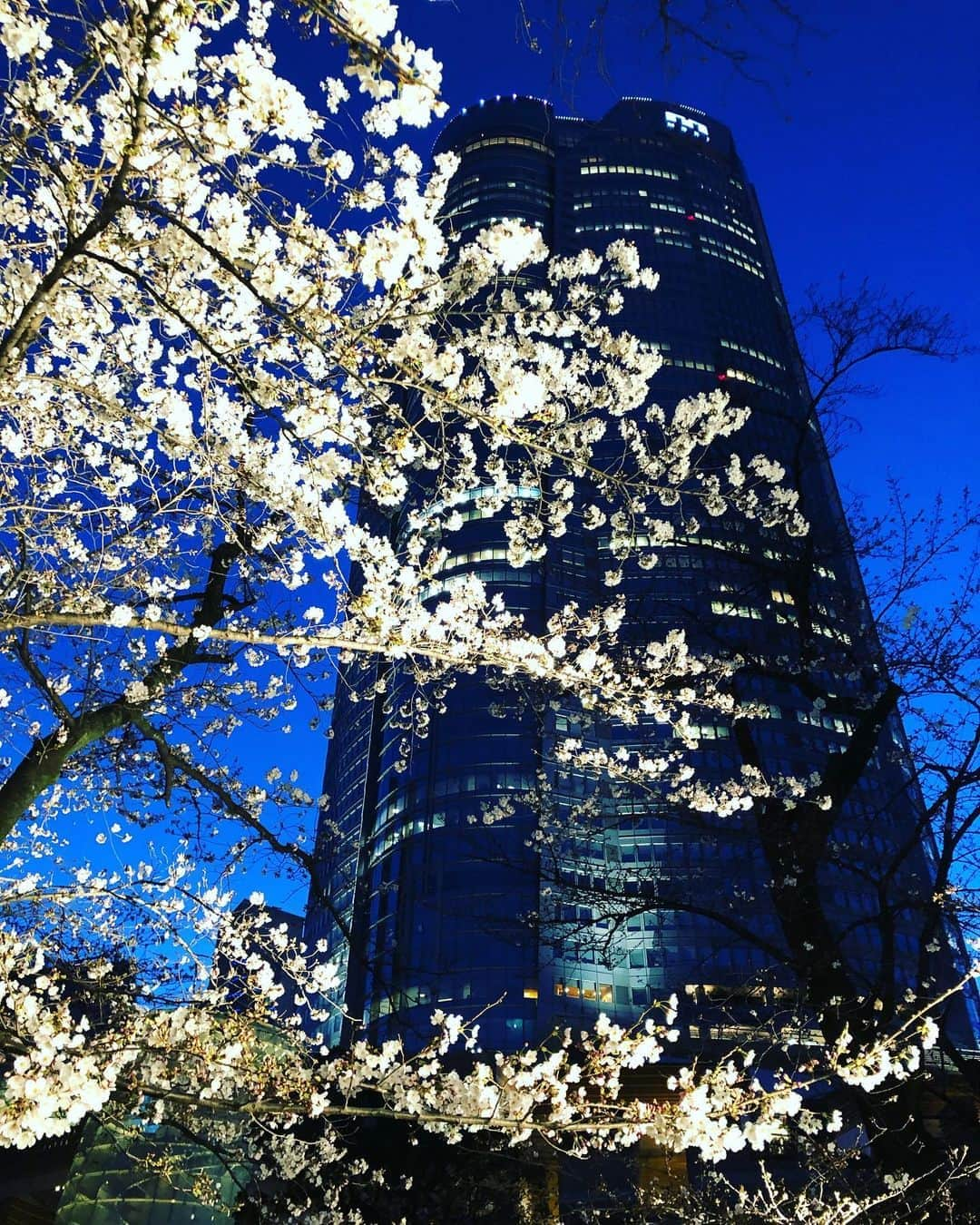 今村涼子さんのインスタグラム写真 - (今村涼子Instagram)「#ゴーちゃん#桜 毛利庭園の桜、今日はモリモリ咲いた！ #毛利庭園#2020桜」3月20日 20時27分 - ryoko.imamu