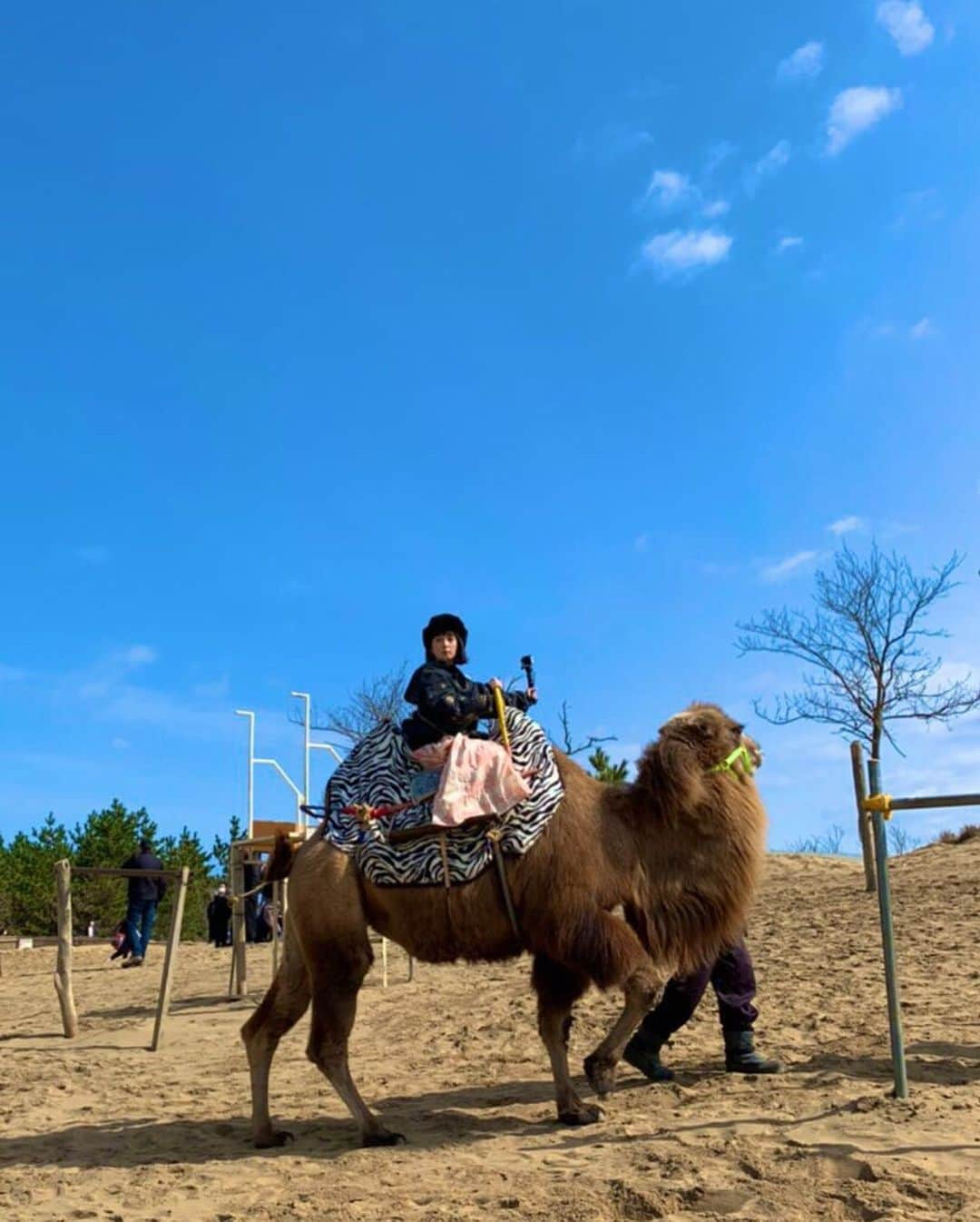 千秋さんのインスタグラム写真 - (千秋Instagram)「ラクダちゃん、可愛い🐫💕 鳥取砂丘、最高✨ 進撃の巨人の壁みたいな砂壁を登り切ったのはとってもいい思い出（超疲れたけど🥴）ちなみに後から知ったけど、海まで楽に行けるコースもありました。 こんな場所が日本で味わえるなんて絶対一度は体験して欲しいな。  #鳥取砂丘 #鳥取県 #千秋旅日記」3月20日 20時27分 - chiaki77777