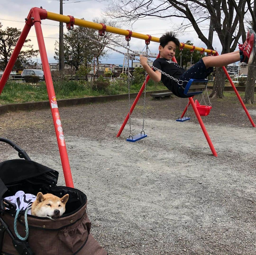 おーせさんのインスタグラム写真 - (おーせInstagram)「じぃさまと公園  久々のブランコにめっちゃはしゃぐムスコくん♡ ⠀ ⠀ #柴犬#譲渡犬#出会いは譲渡会#shiba#前庭疾患のあと#散歩道#15歳の老犬#柴スタグラム#笑う犬#犬好き#老犬#森家のかぞく旅⠀ #かぞく旅#わんこ旅#あきら号」3月20日 20時56分 - oosedon