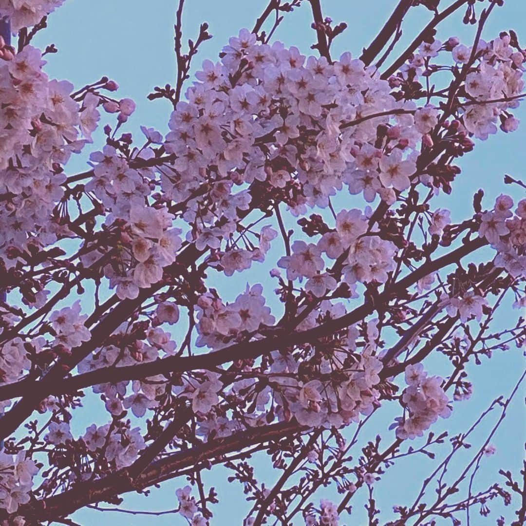 Saschaさんのインスタグラム写真 - (SaschaInstagram)「#桜 2020.3.20 #cherryblossom #tokyo #japan #東京」3月20日 21時06分 - sascha348