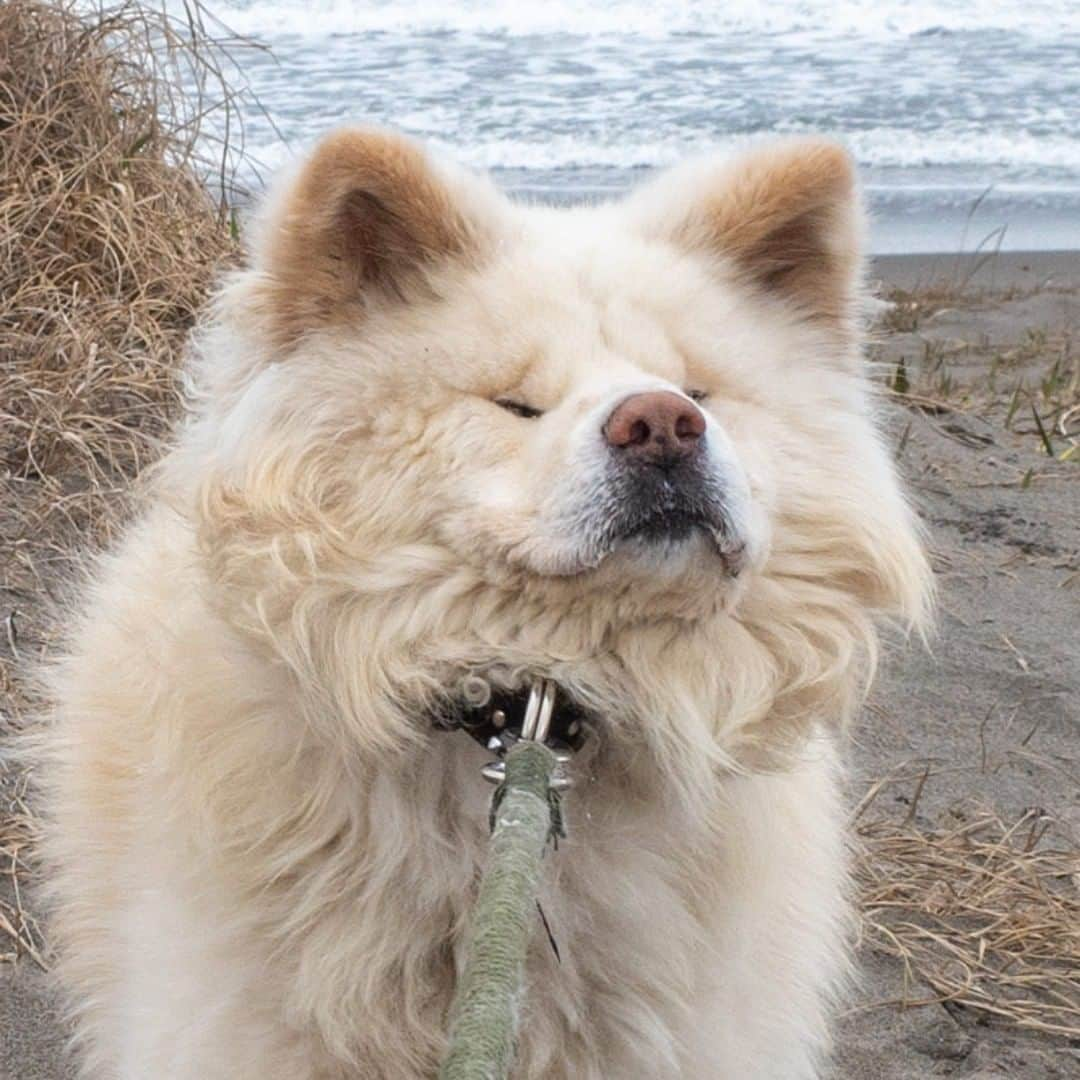 わさおのインスタグラム：「I will not go home  yet. いやまだだ まだ帰らぬぞ 散歩する  #busakawa #longhair #longcoat #akita #akitainu #dog #wasao #ぶさかわ #長毛 #秋田犬 #わさお」