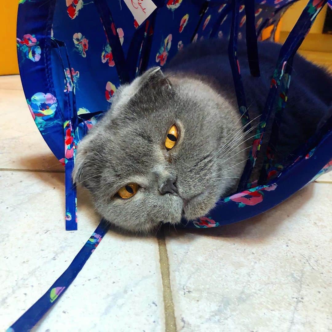 Baconのインスタグラム：「Social distancing. Fine by me- at last there’s an excuse for you not to touch me. #covid_19 #quarantine #socialdistancing #pandemic」