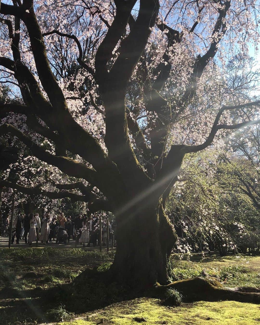 葉山めぐみさんのインスタグラム写真 - (葉山めぐみInstagram)「同い年の親戚と初めて六義園に行ってきました！！ . . しだれ桜が綺麗でした🌸✨ #六義園 #しだれ桜」3月20日 21時24分 - megumihayama